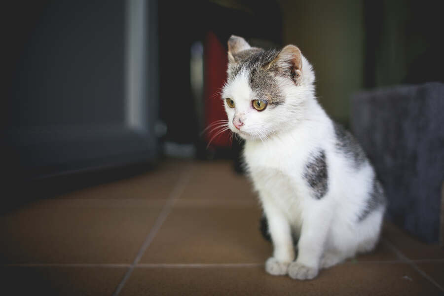 Gratisprobe Katzenfutter: Deine Chance, die Lieblingssorte deiner Katze zu entdecken