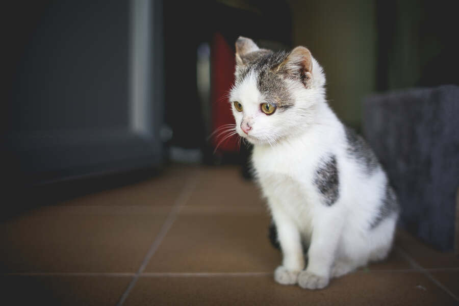 Gratisprobe Katzenfutter: Jetzt kostenlos testen!