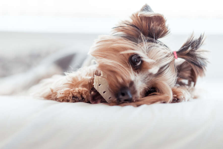 Gratis Hunde-Menü - Dein Hund wird es lieben